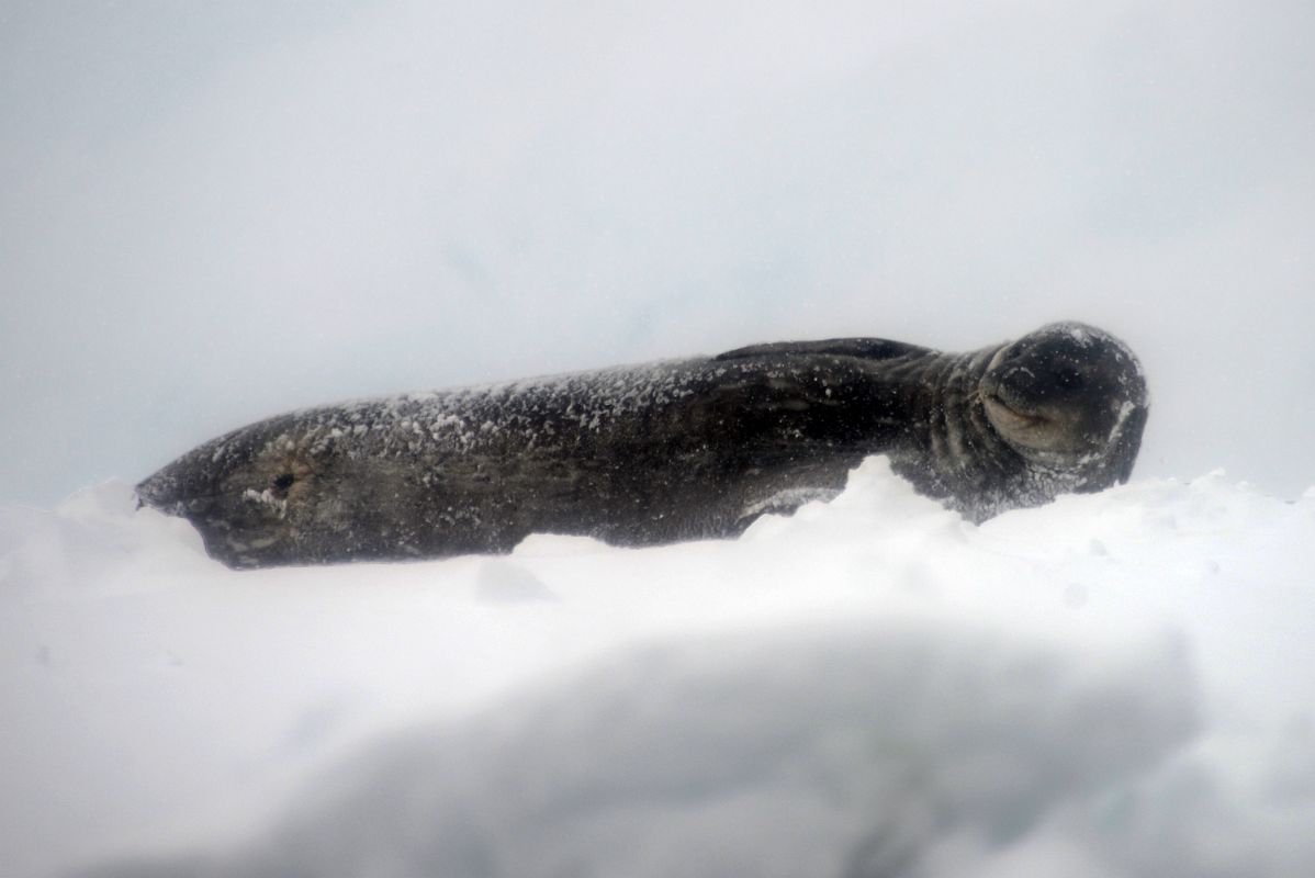 04D Seal Resting On The Snow In Foyn Harbour On Quark Expeditions Antarctica Cruise